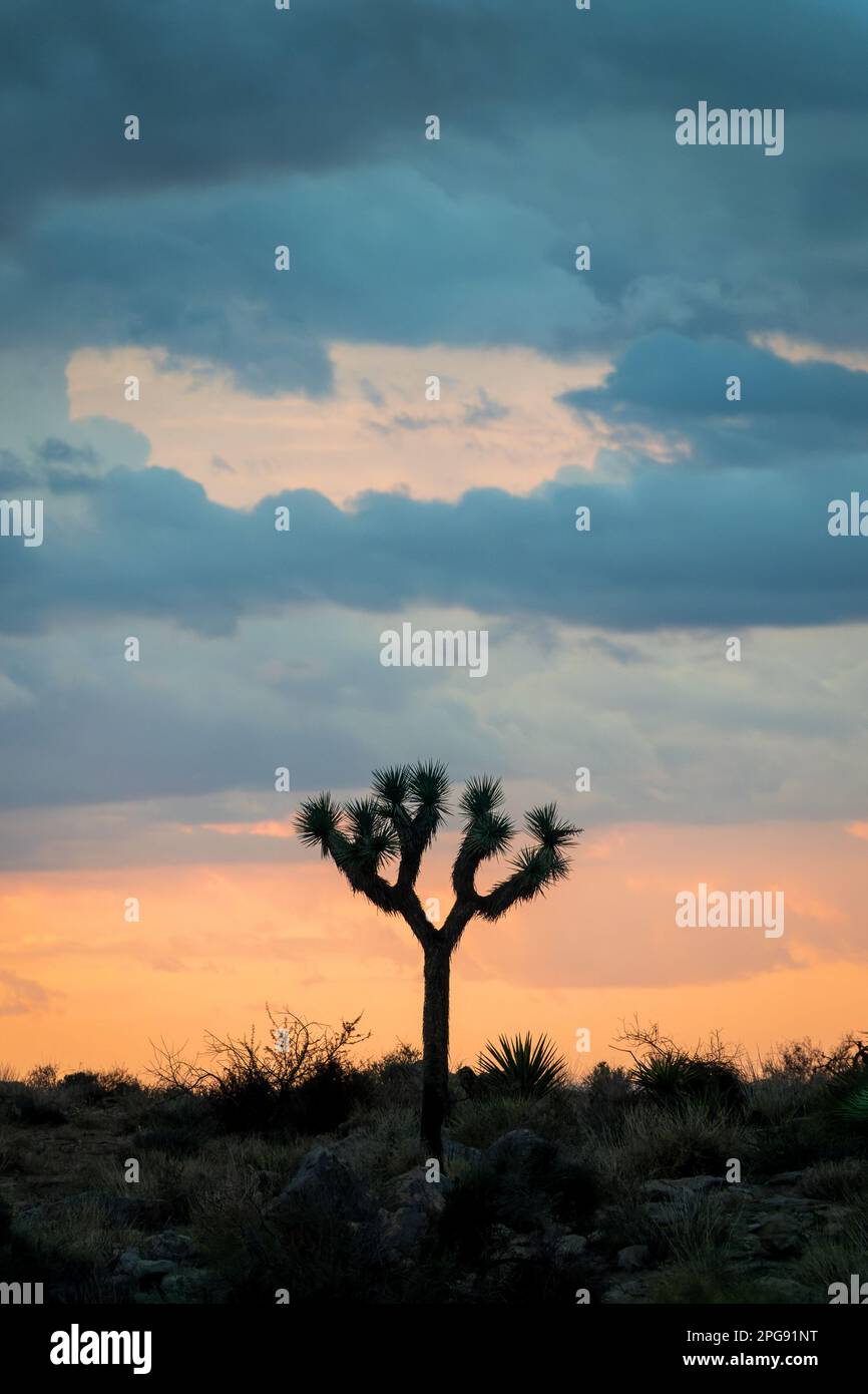 Silhouette of a Joshua tree at sunset in the Joshua Tree national park, California Stock Photo