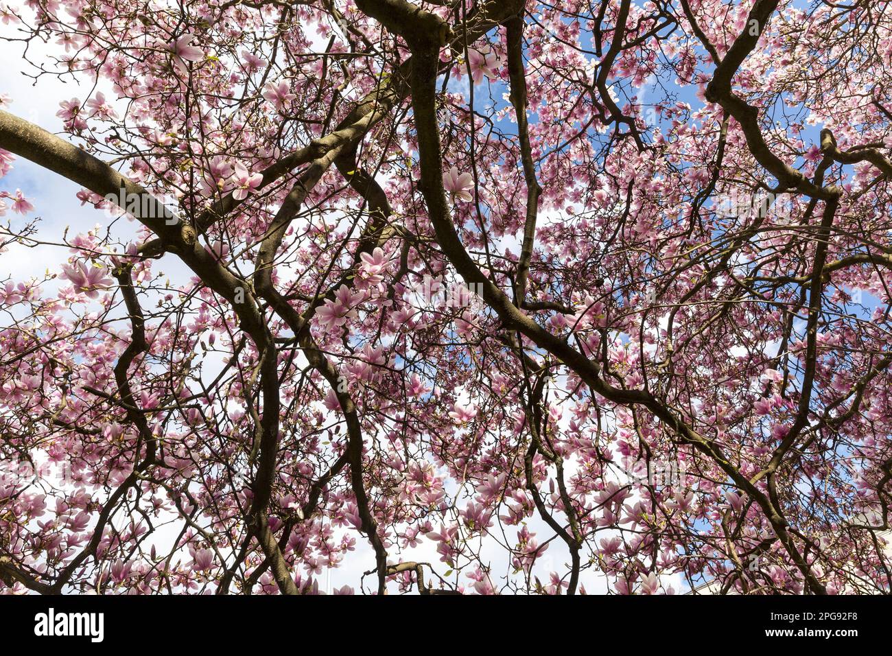 Magnolia flowers in the early spring Stock Photo - Alamy