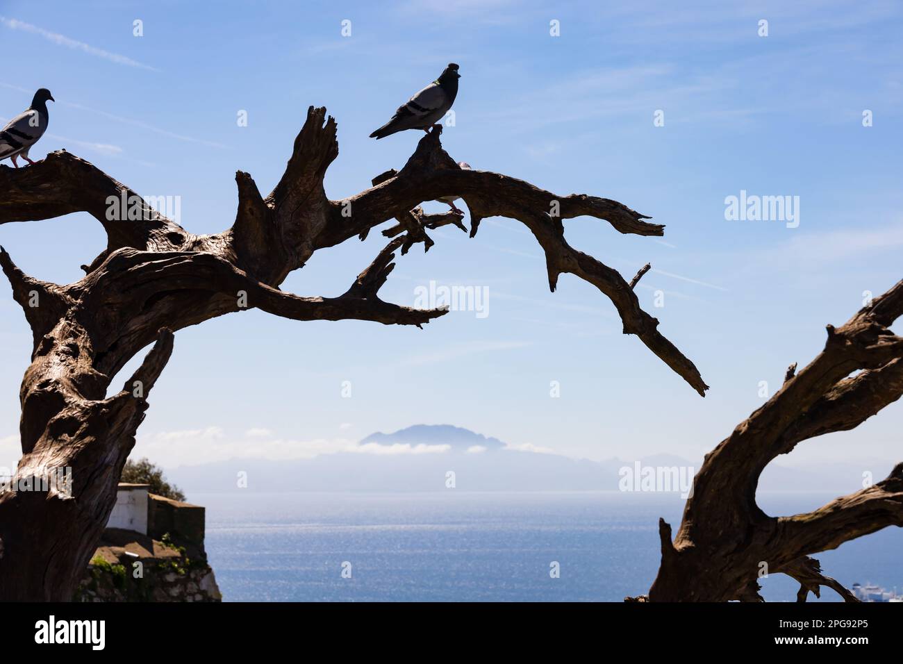 Pigeons sit in a dead tree framing Jebel Musa mountain in Morocco over the Straight of Gibraltar, as seen from The British Overseas Territory of Gibra Stock Photo