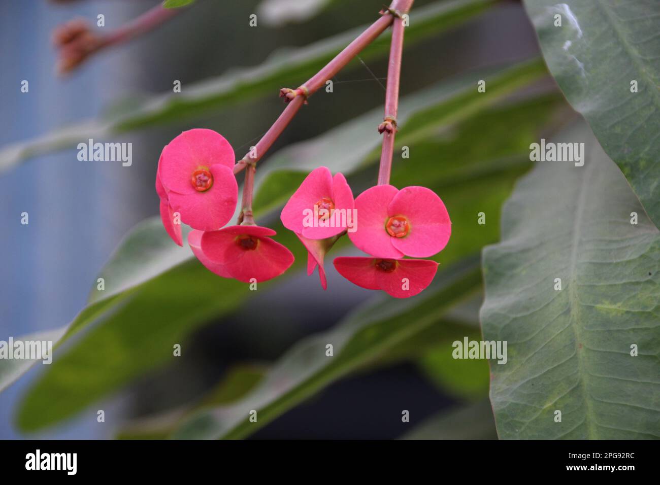 Close up crown thorns christ hi-res stock photography and images - Alamy