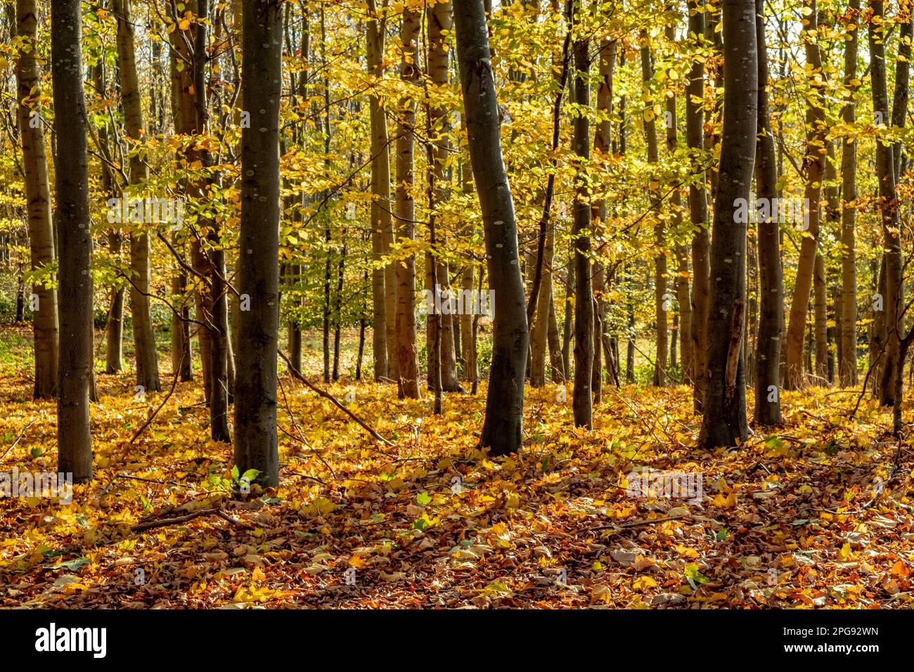 An autumn landscape covered with an abundance of leafy trees Stock ...