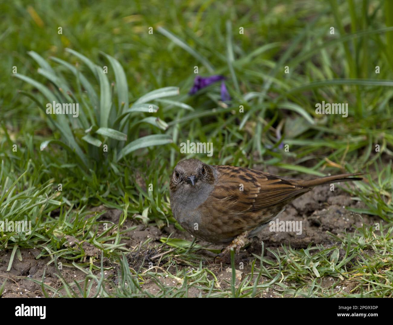 Dunnock Hedge Sparrow Stock Photo