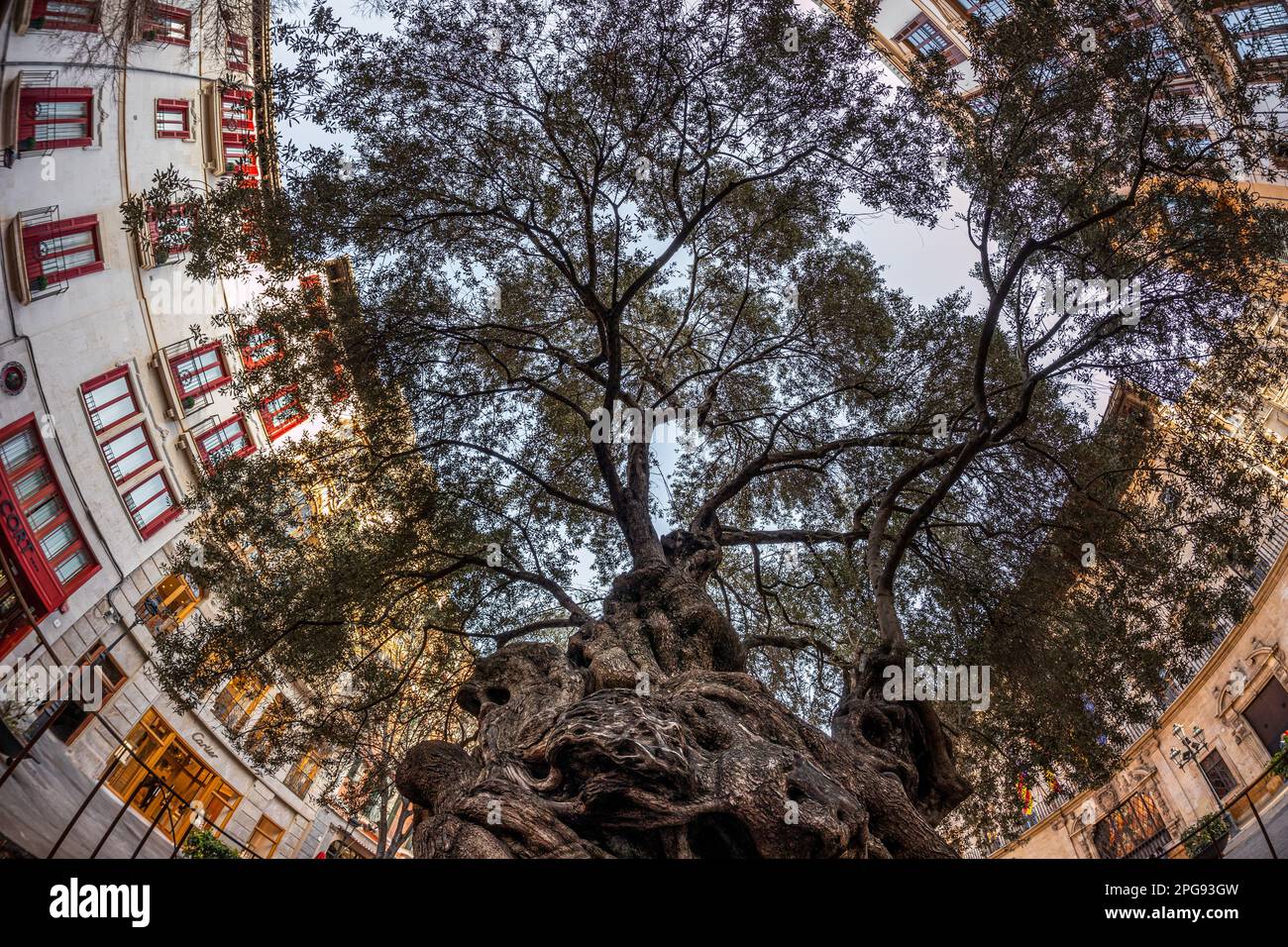 The famous ancient olive tree 'Olivera de Cort' at the square Placa de Cort in the centre of Palma, Majorca, Mallorca, Balearic Islands, Spain, Europe Stock Photo