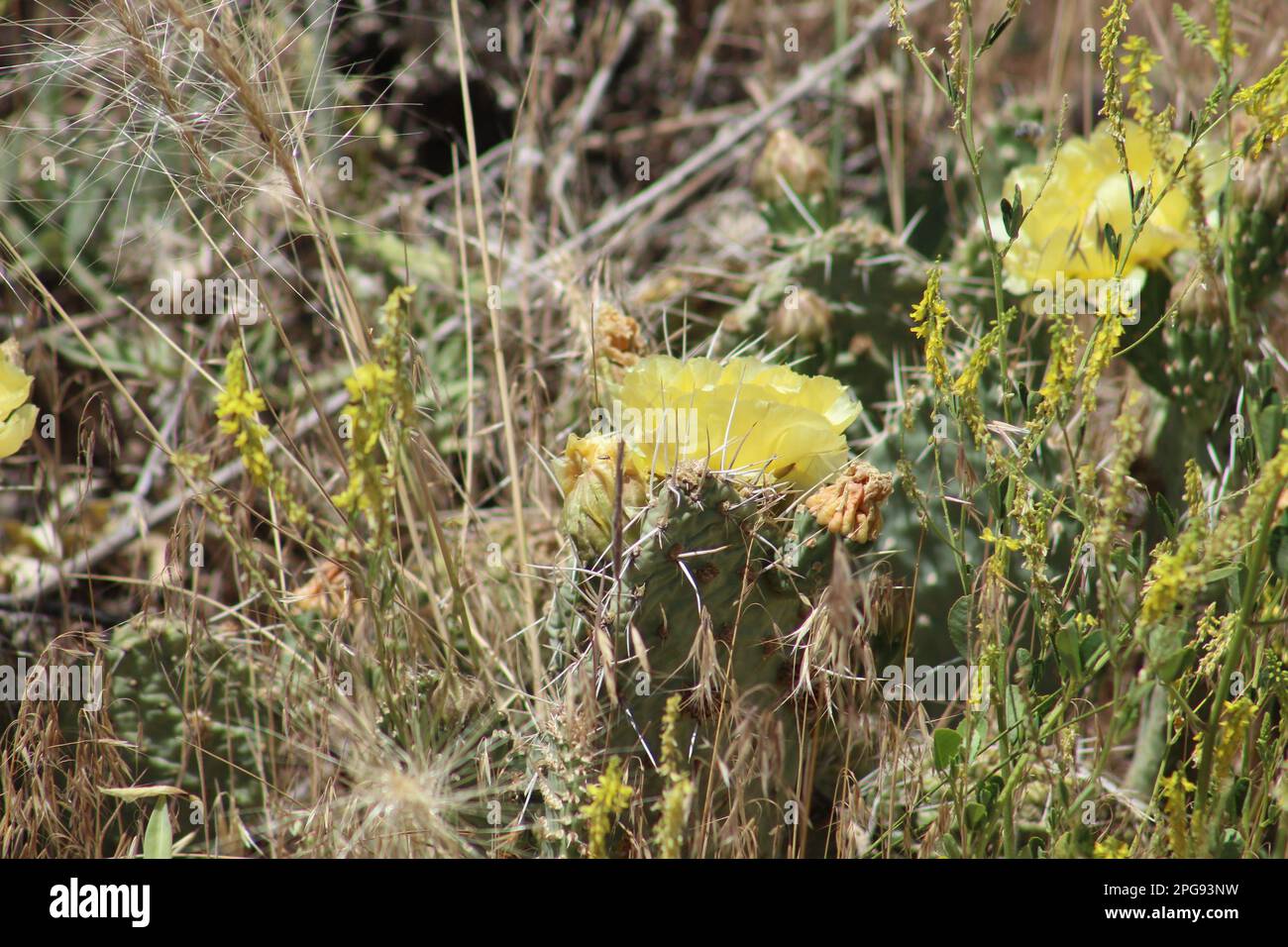 Clumps of low-lying Chaparral prickly pear cacti flowering and surrounded by long grass in southwestern Utah Stock Photo