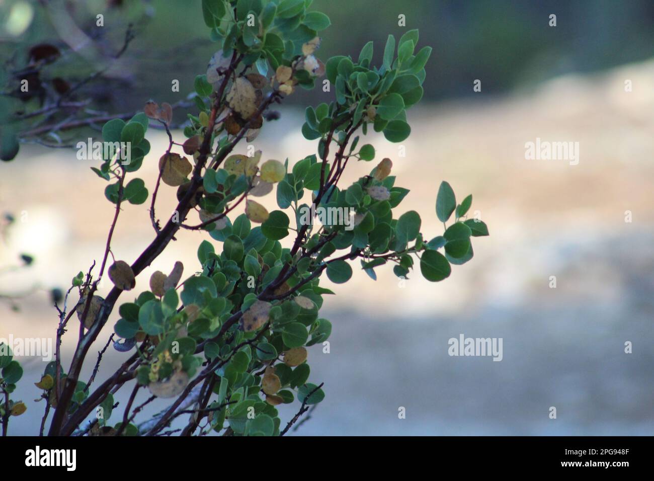 Arctostaphylos manzanita (common manzanita) bush in the high desert of southwestern Utah. Stock Photo