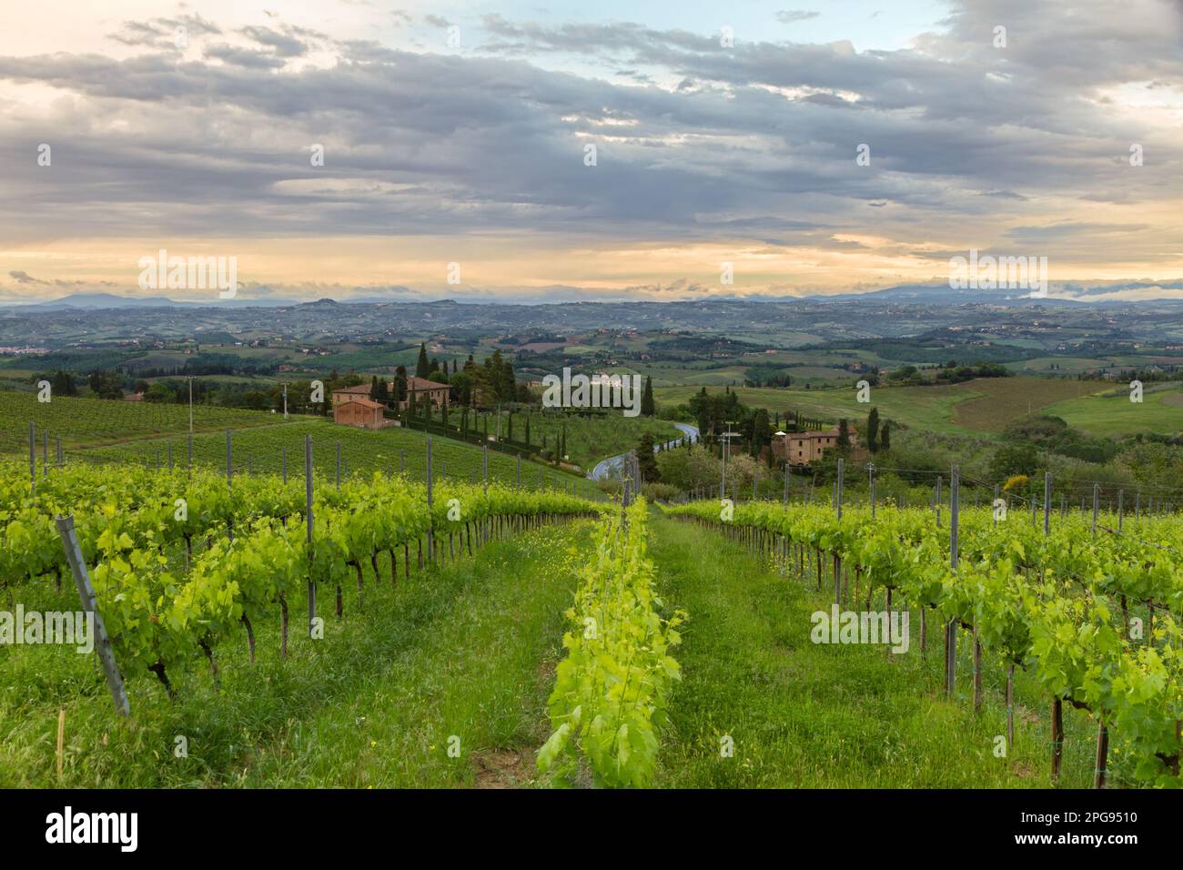 Vineyards in Tuscany at dusk, Italy Stock Photo
