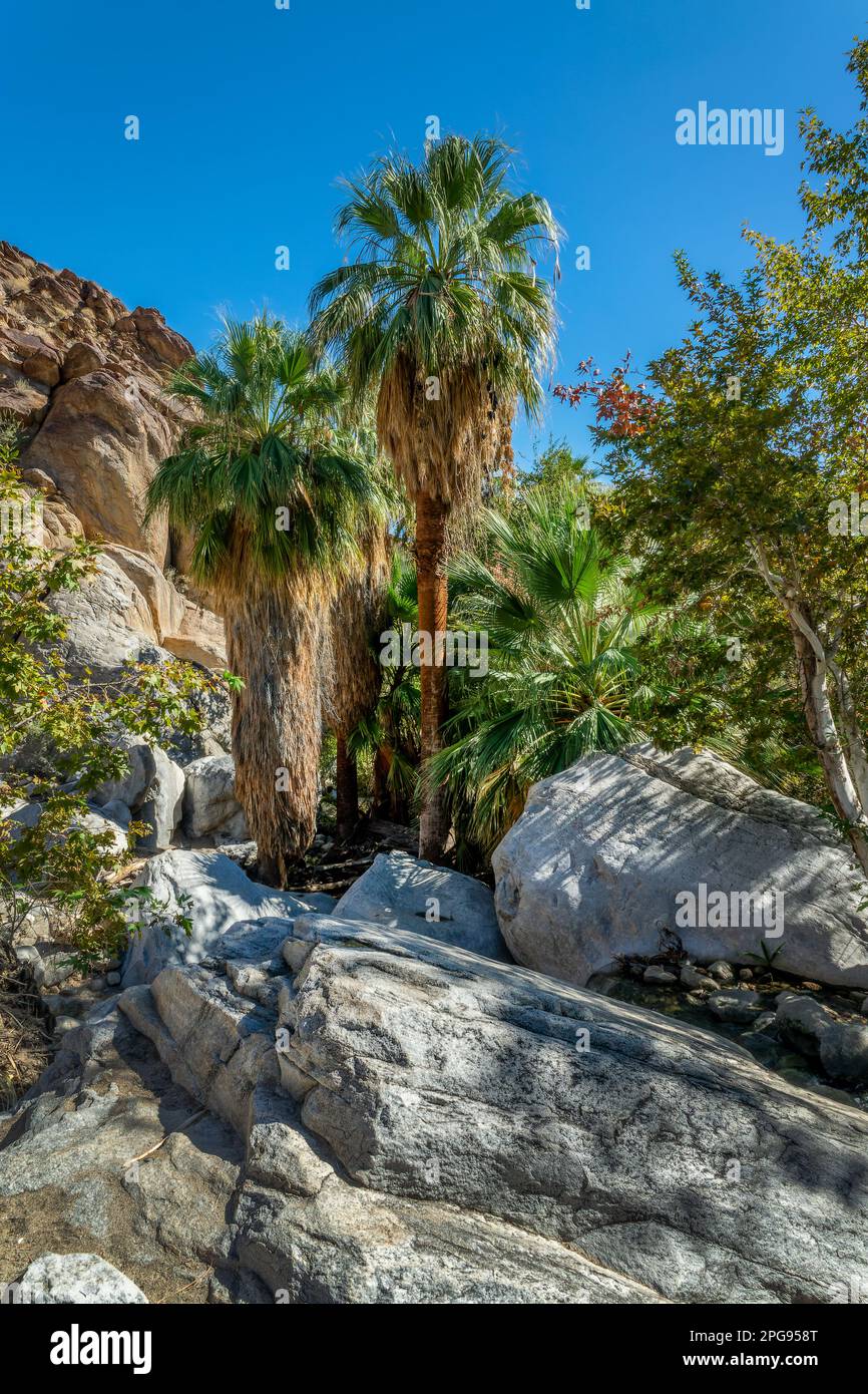 Washingtonia filiferas, native California palm trees in Indian Canyons, Palm Springs Stock Photo