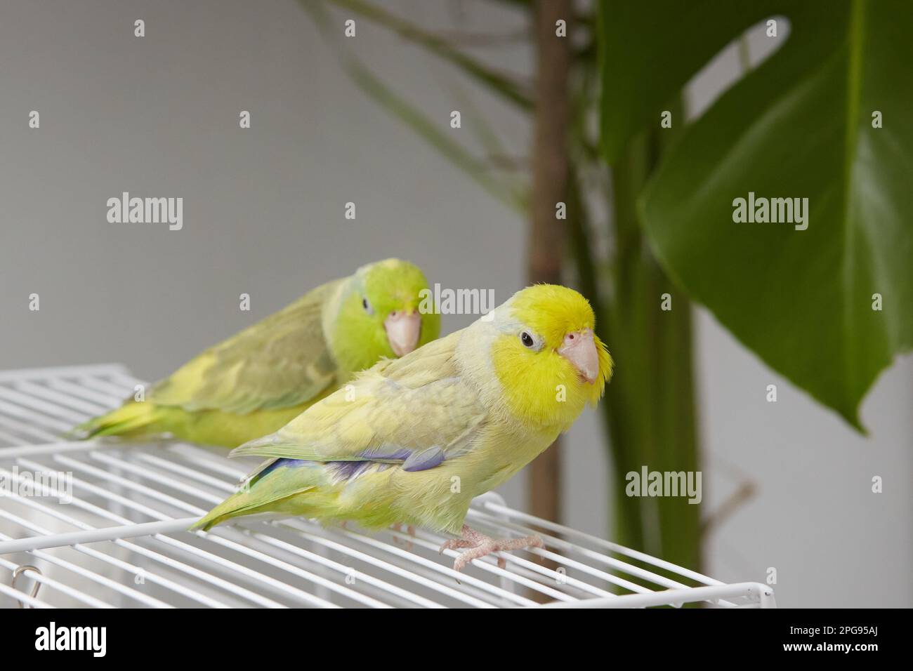 A pair of forepus parrots are sitting on a cage while walking around the room. Pets. Stock Photo