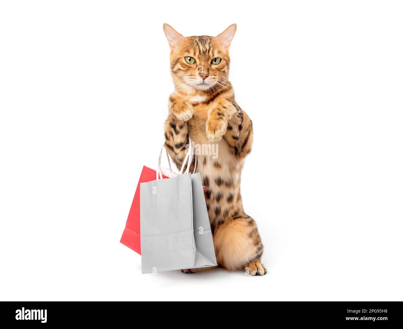 Bengal cat with shopping bags ready for discount isolated on white background Stock Photo