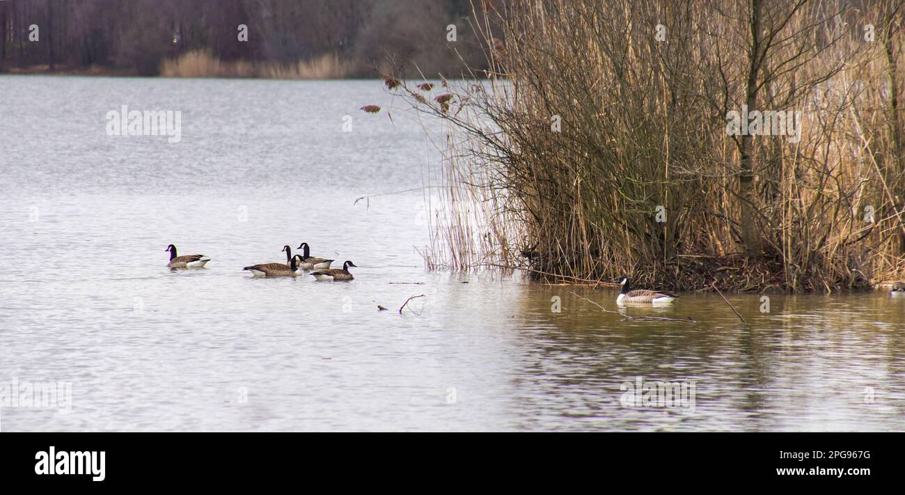 Am Angelteich bei Mantinghausen Stock Photo