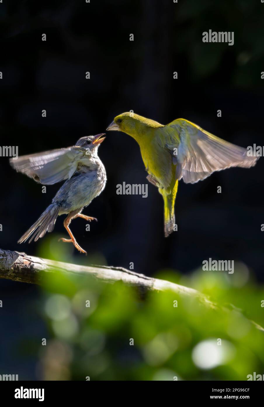 Two greenfinch birds perched on a thin tree branch Stock Photo - Alamy