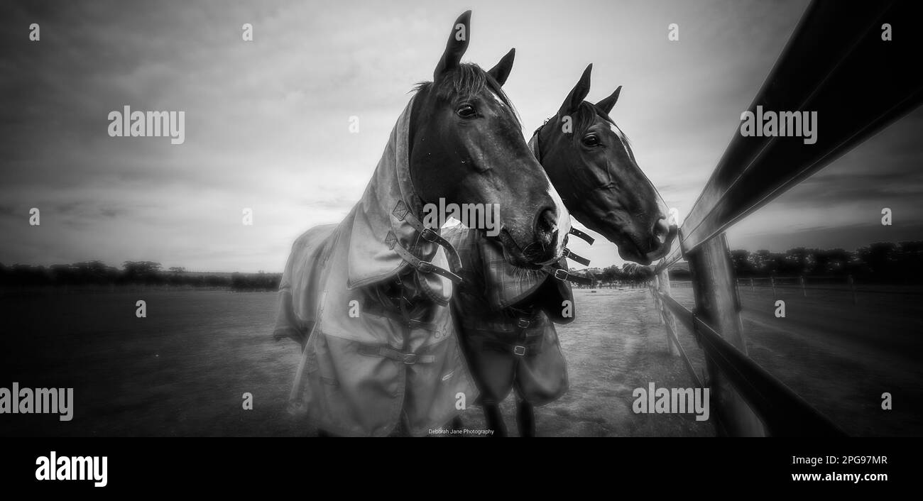 A grayscale of two beautiful horses standing side-by-side in a pasture ...