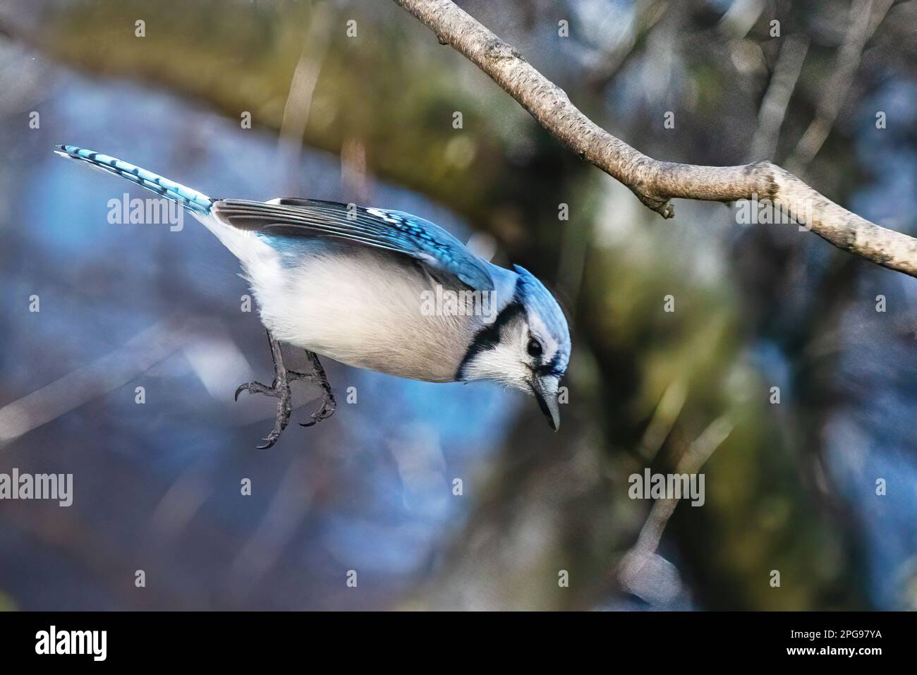 Blue jay in mid-air leap Stock Photo
