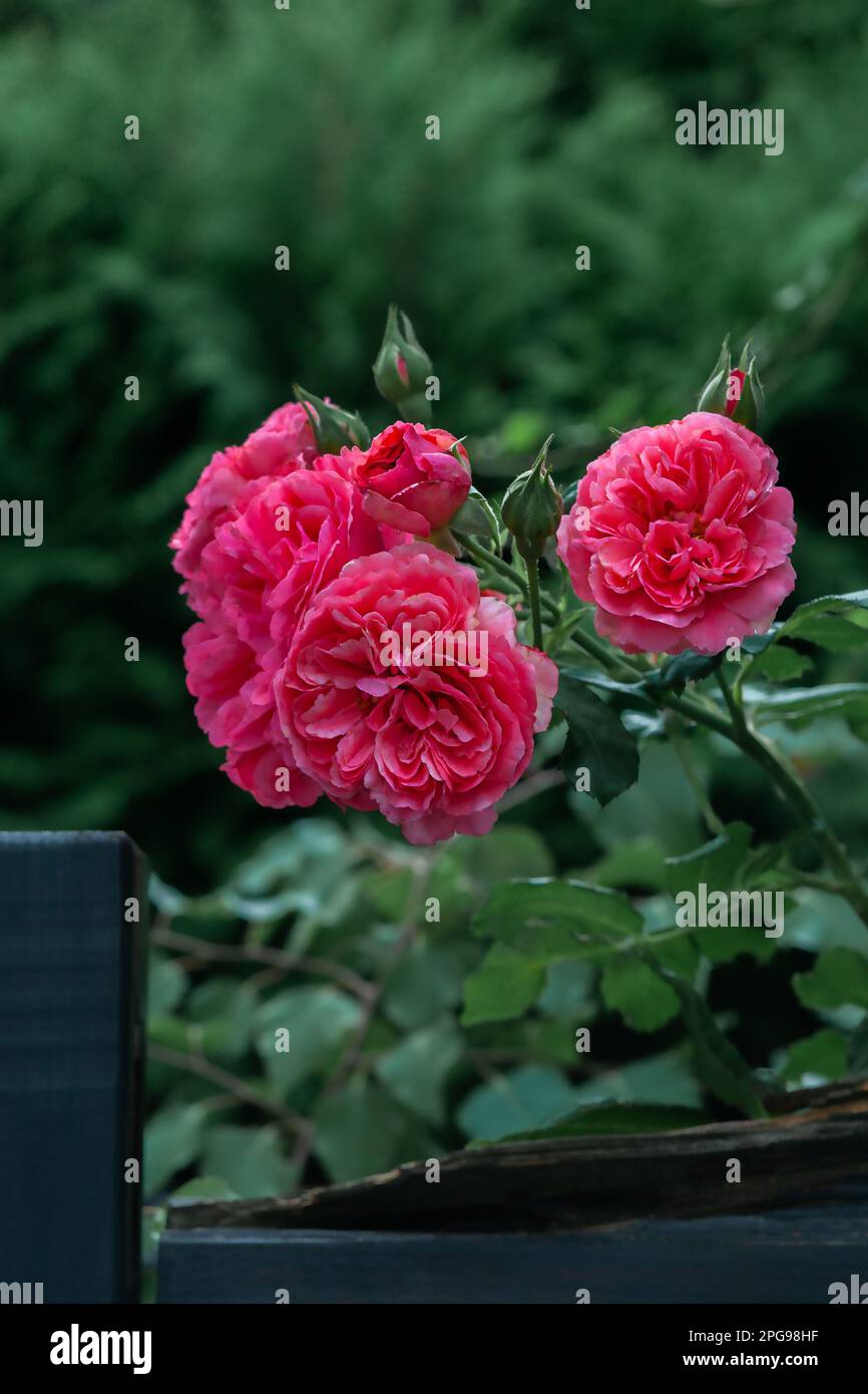 Bush with roses against the backdrop of greenery Stock Photo - Alamy