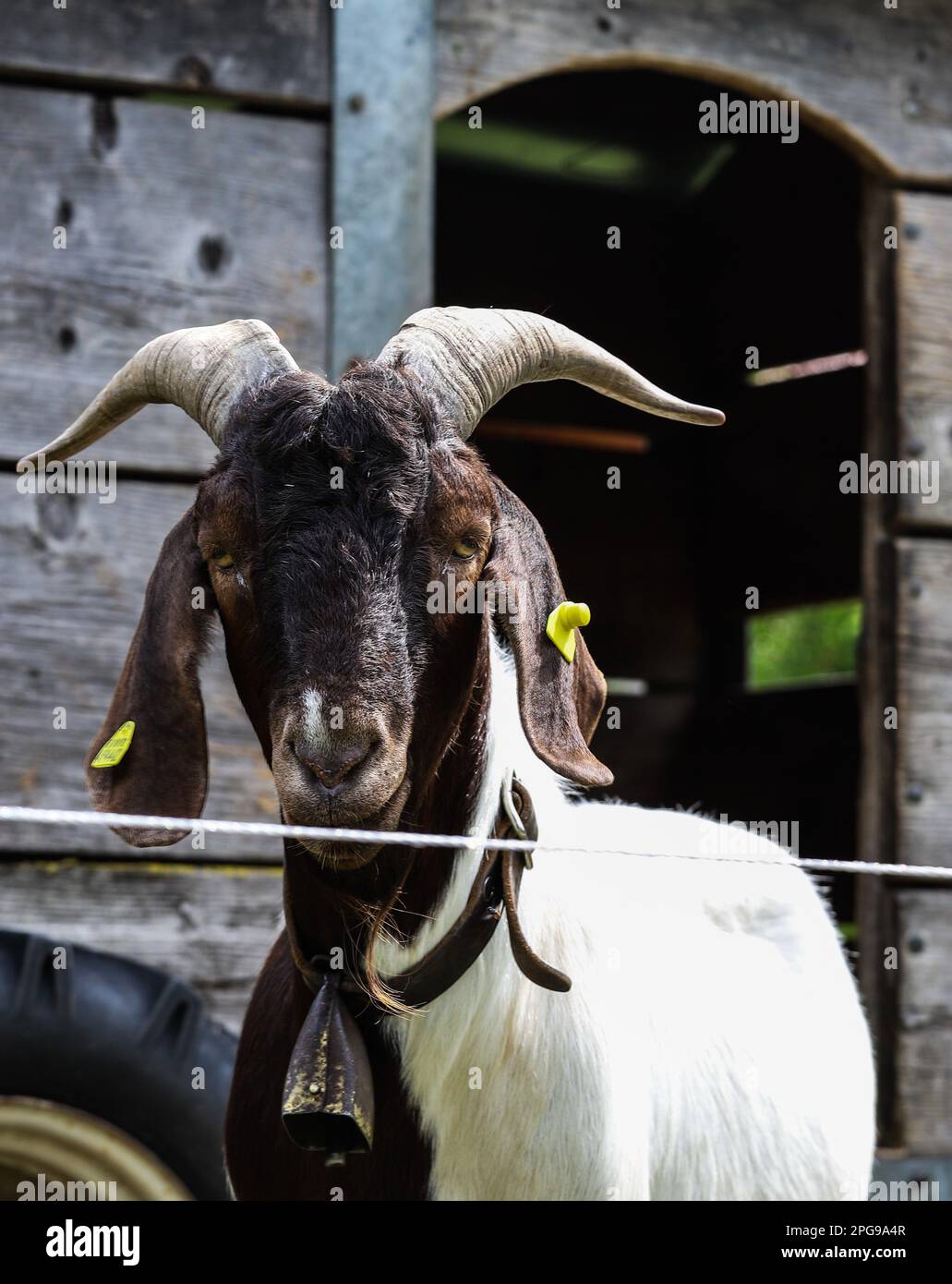 Goat recovery hi-res stock photography and images - Alamy
