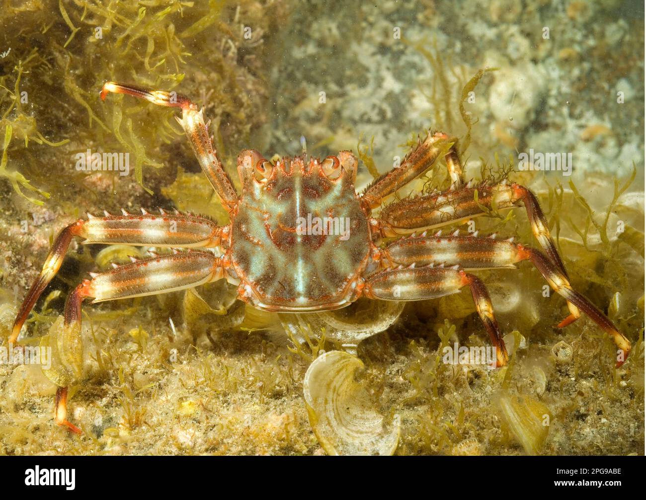 Flat crab (Percnon gibbesi). Stock Photo