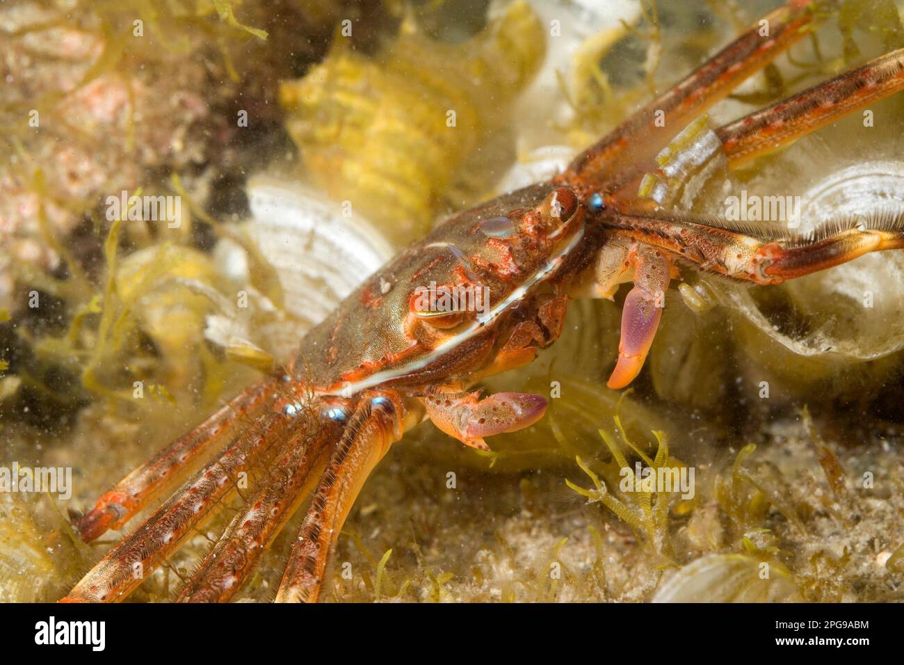 Flat crab (Percnon gibbesi). Stock Photo