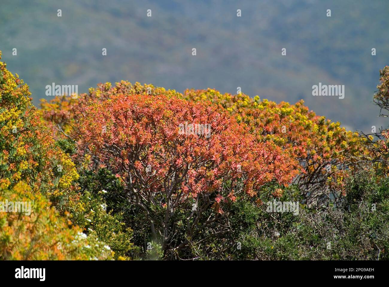 euforbia (euphorbia arborea). Parco Nazionale dell'Asinara. Sassari. Sardegna. Italia Stock Photo