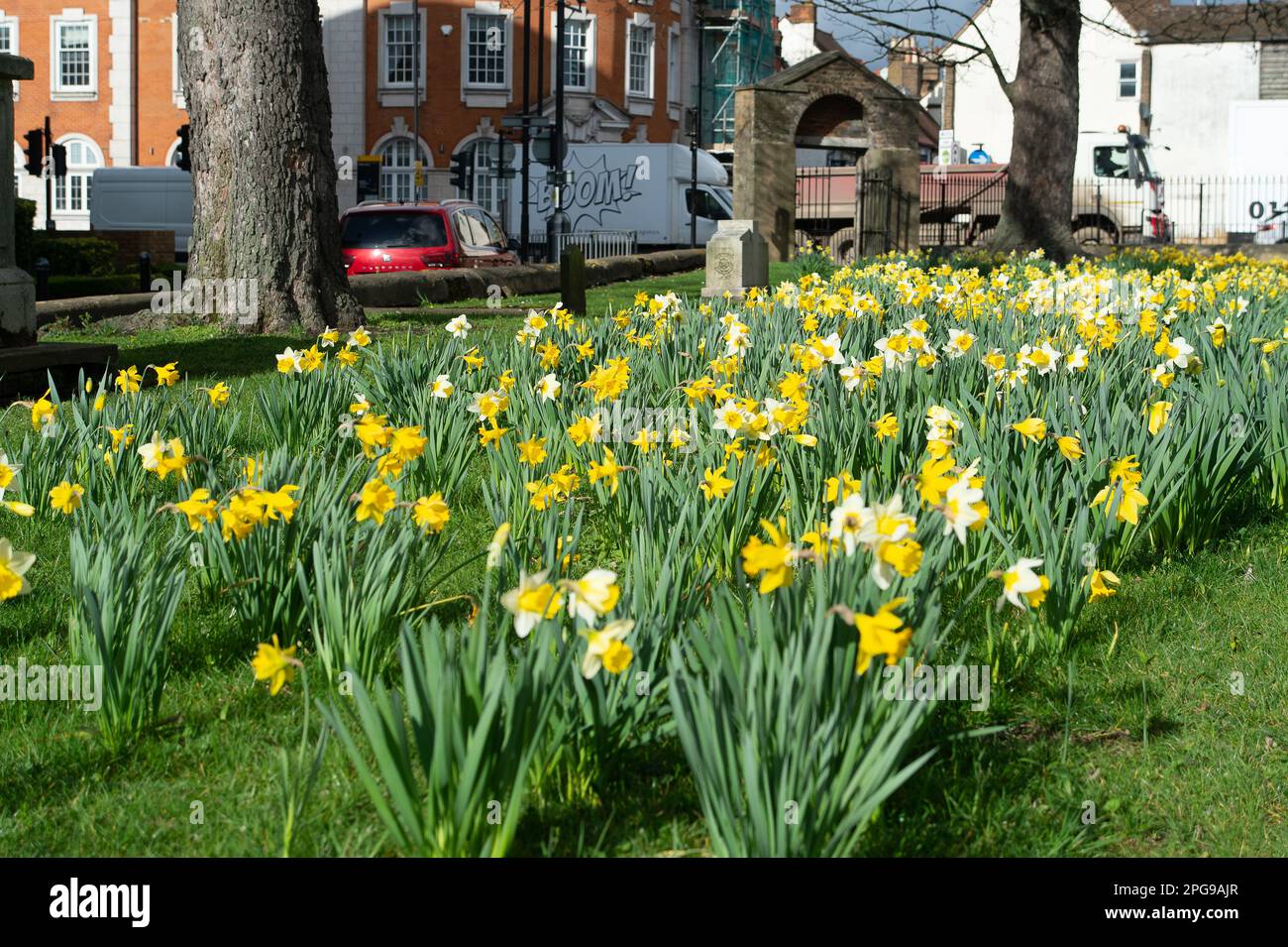 Uxbridge, UK. 21st March, 2023. Pretty yellow daffodils bloom in an old