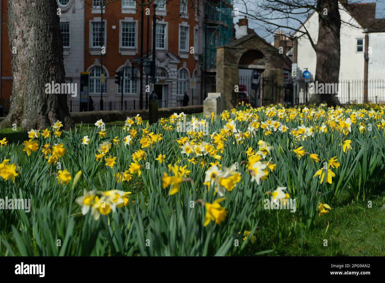 Uxbridge, UK. 21st March, 2023. Pretty yellow daffodils bloom in an old