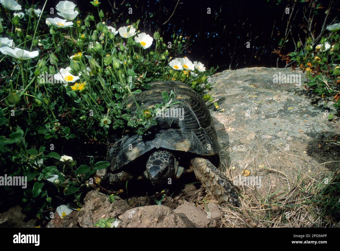 Marginated tortoise, Testudo marginata. This turtle is found only in Greece, in some Aegean islands and in Sardinia, Stock Photo