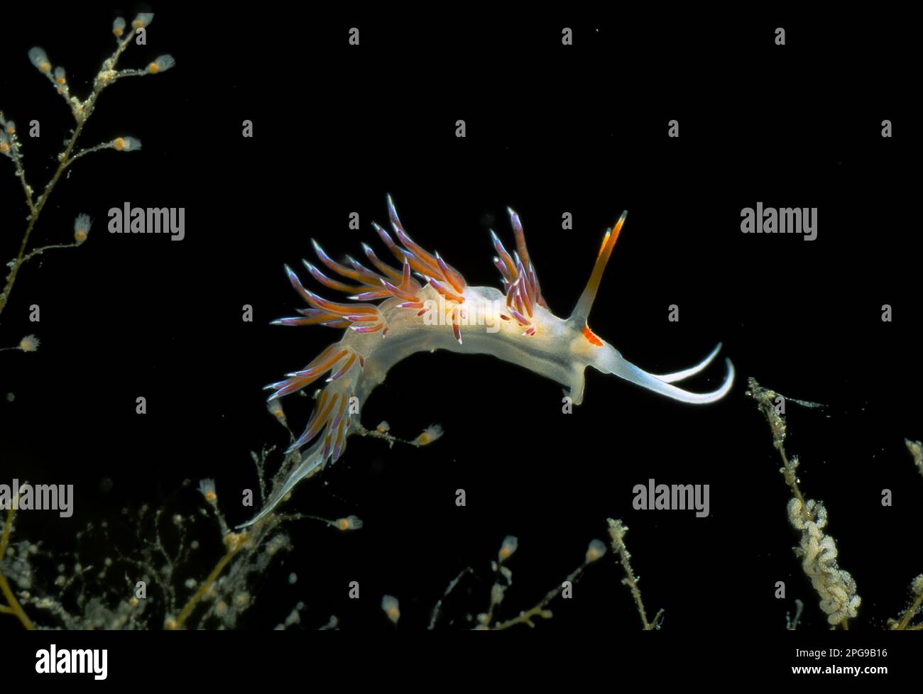 Hervia costai feeds exclusively on the hydroid Eudendrium on which it is photographed. Here it carries out its entire life cycle. Nudibranch, Stock Photo