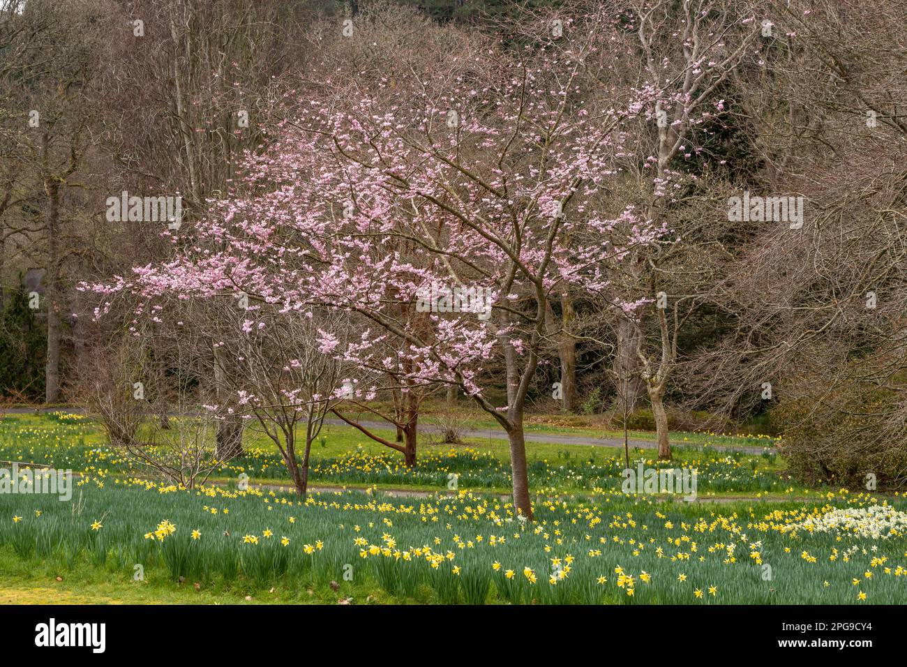 Daffodil flowers in spring with a tree in blossom Stock Photo