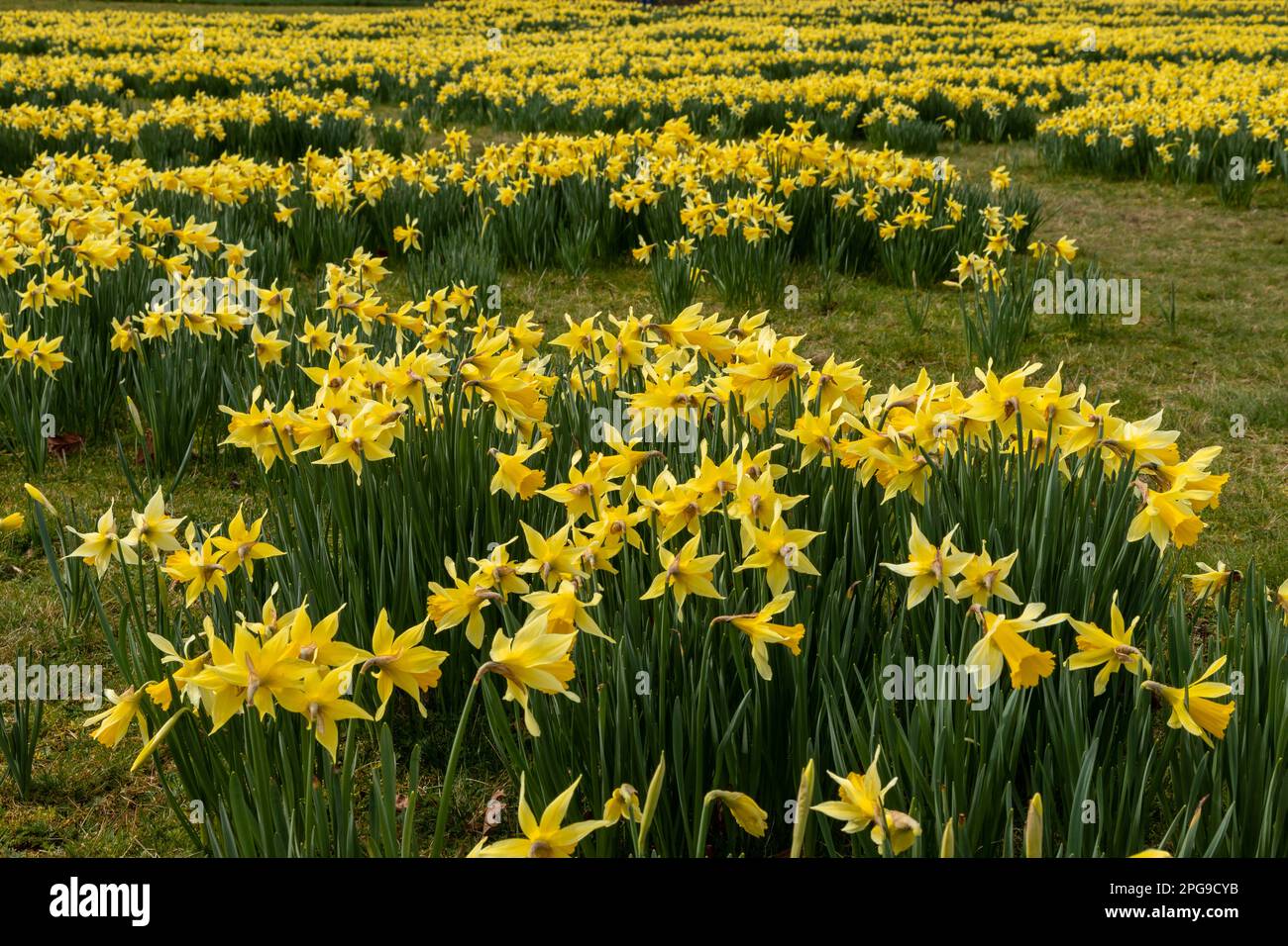 Blooming Daffodil flowers in spring Stock Photo