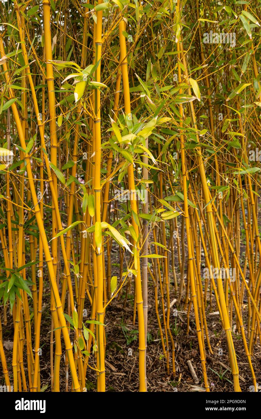 Golden Grove bamboo canes, Phyllostachys Aureosulcata Stock Photo