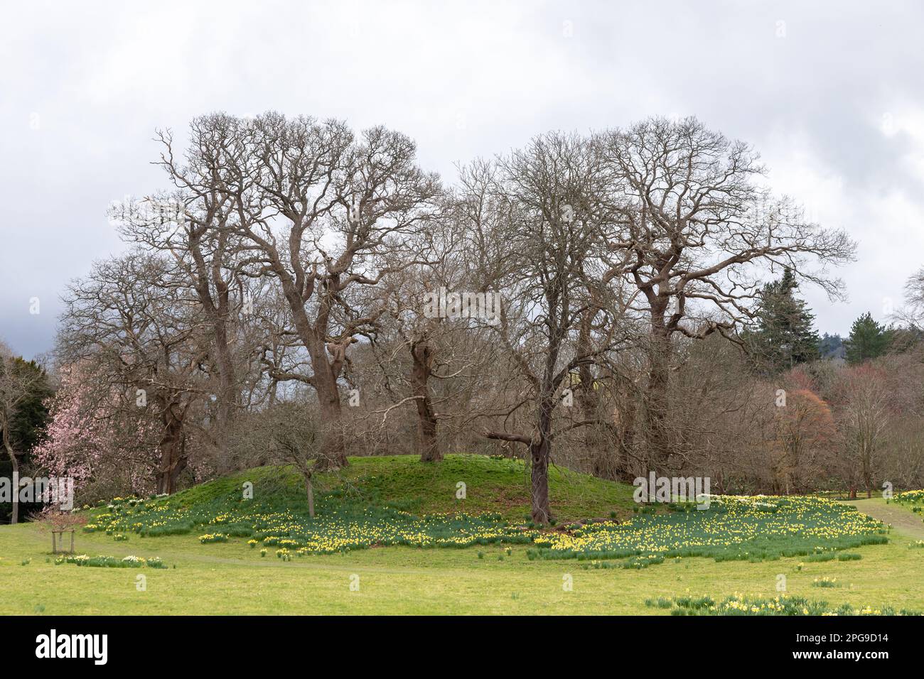 Daffodil flowers in spring with a copse of trees Stock Photo