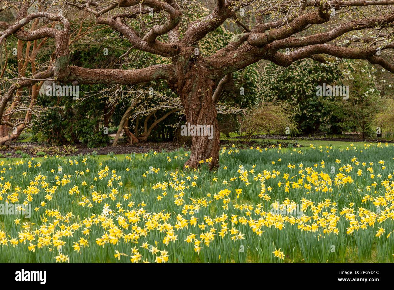 Daffodil flowers in spring with an ancient weathered tree Stock Photo