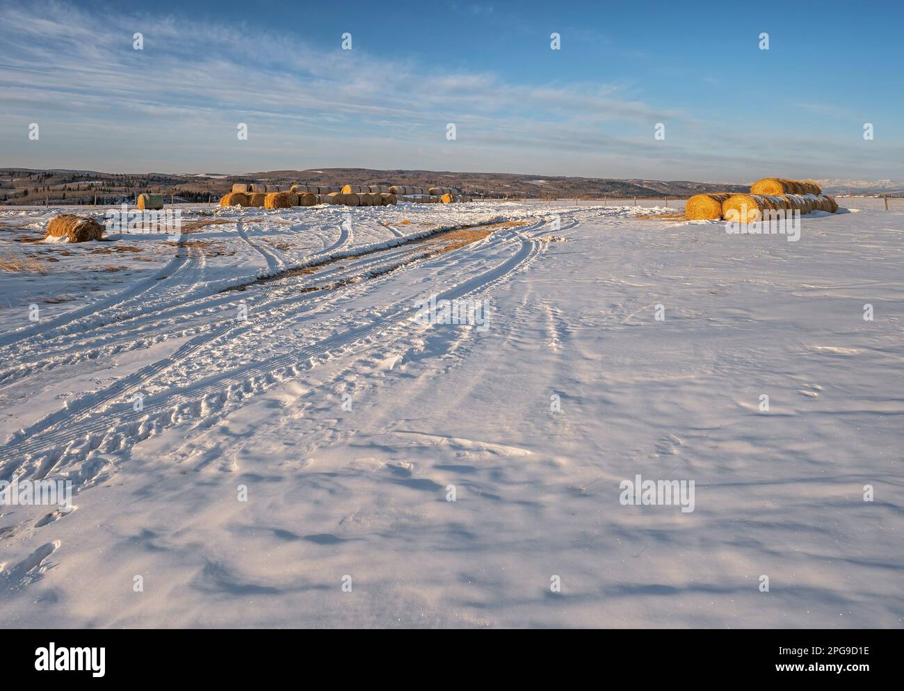 Winter tire tracks leading to straw bales near Cochrane, Alberta, Canada Stock Photo