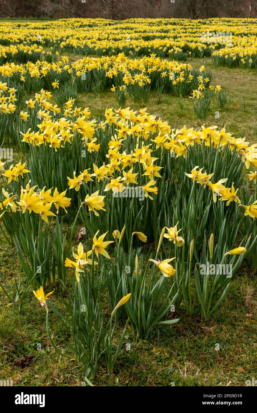 Blooming Daffodil flowers in spring Stock Photo