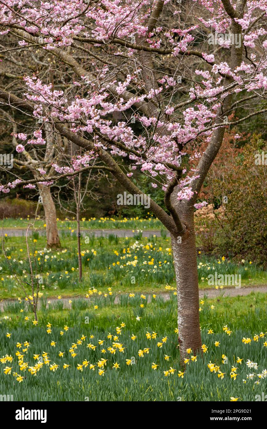 Daffodil flowers in spring with a tree in blossom Stock Photo
