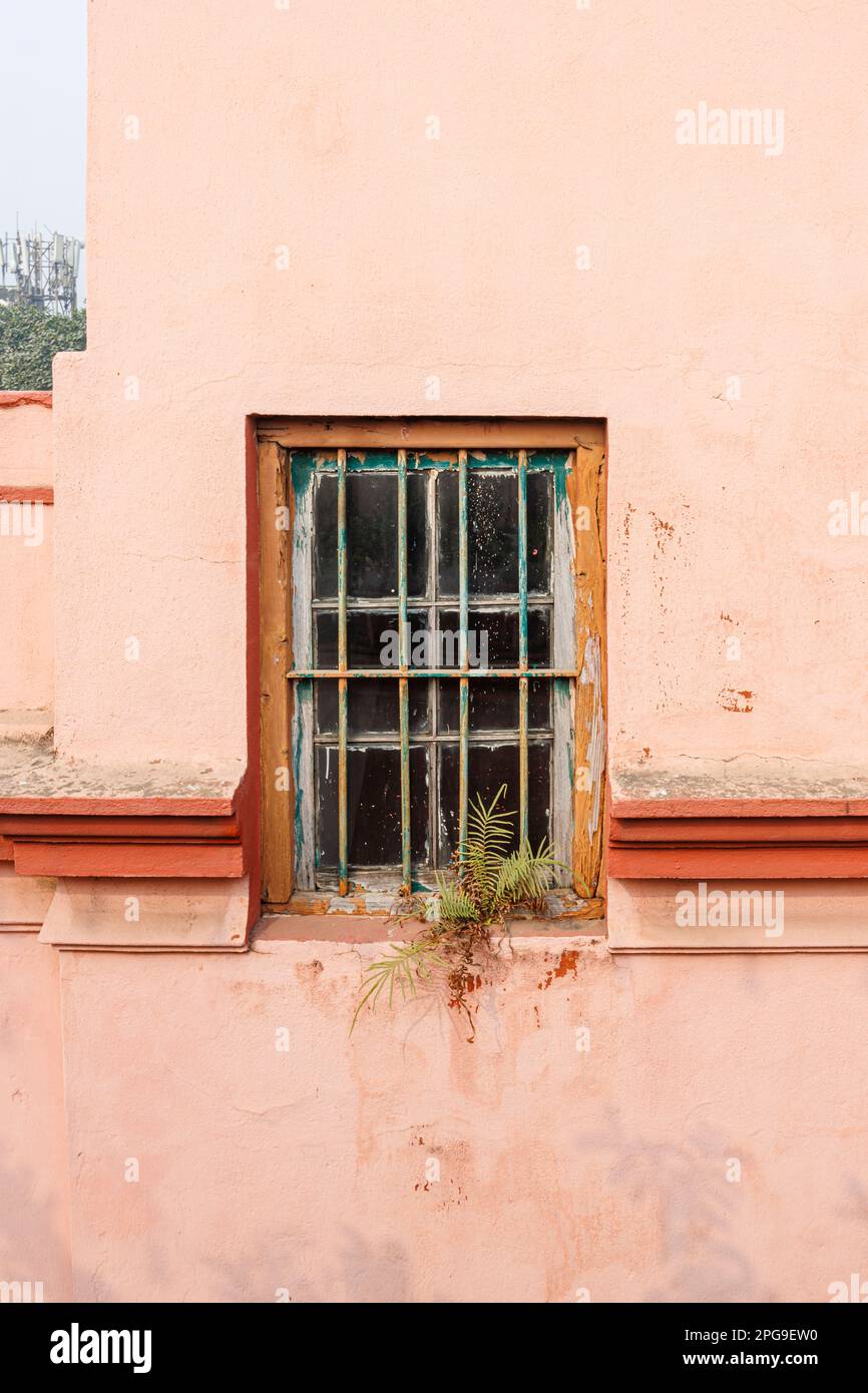 A dilapidated barred window with fern growing in a pink wall of a local building, Fariapukur, Shyam Bazar, Kolkata (Calcutta), West Bengal, India Stock Photo