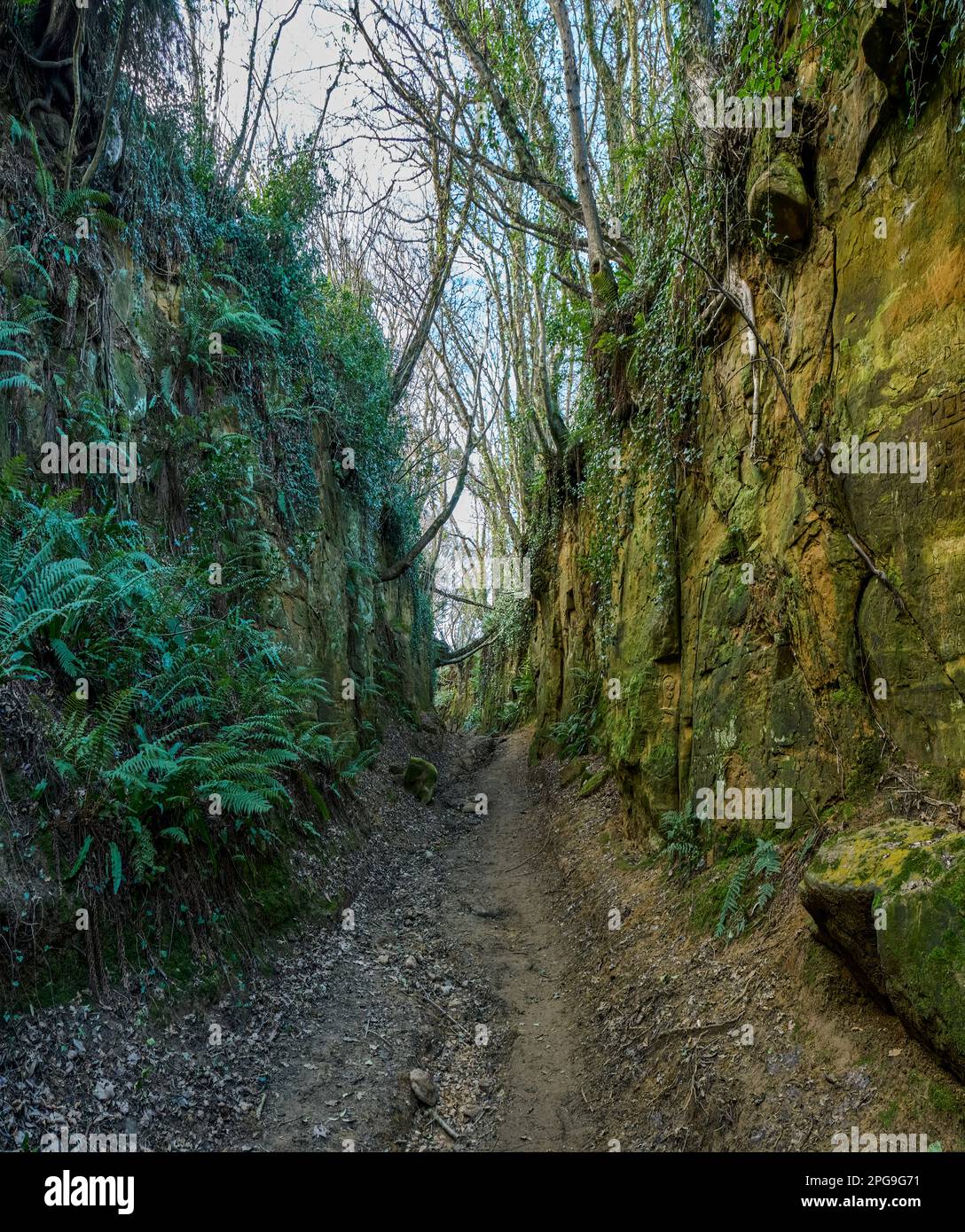 Symondsbury Shute’s Lane and Hell Lane ancient holloways or sunken lanes near Bridport Dorset Stock Photo