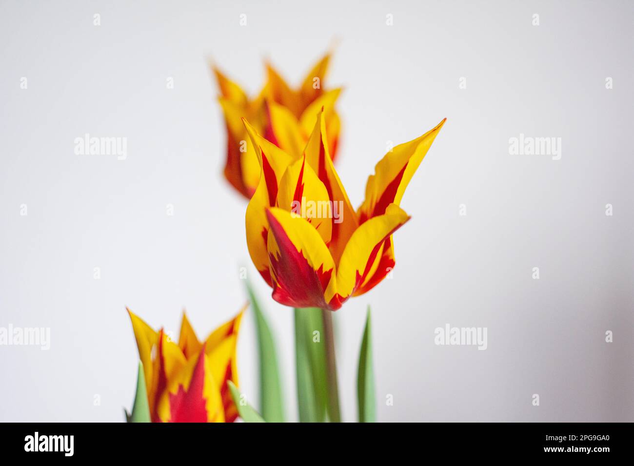 Yellow-red unfolded tulips on a white background in sunlight. Stock Photo