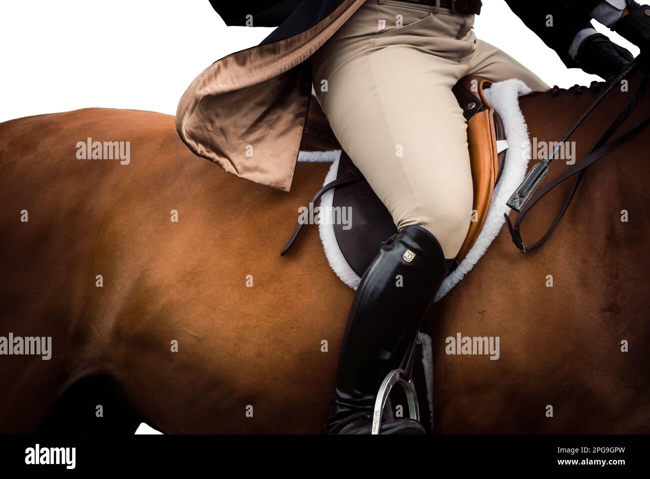 High key, white background of rider, no faces shown, and horses ...