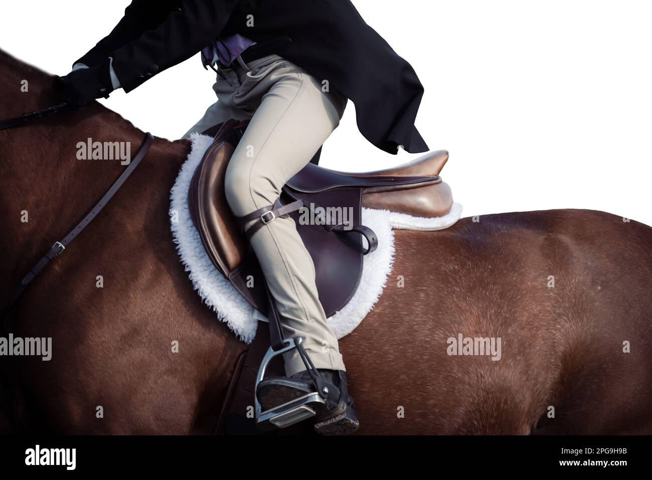High key, white background of rider, no faces shown, and horses ...