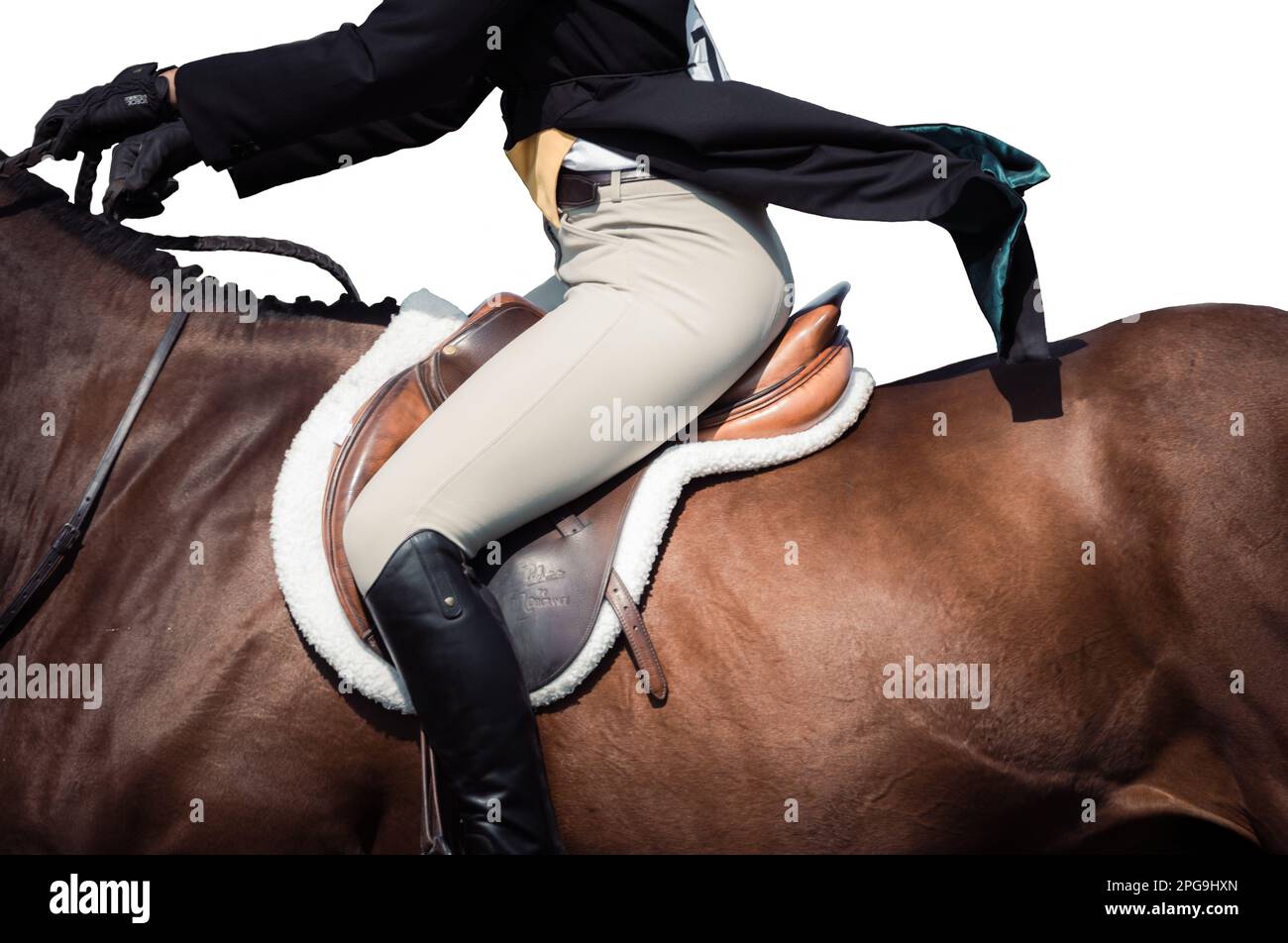 High key, white background of rider, no faces shown, and horses ...