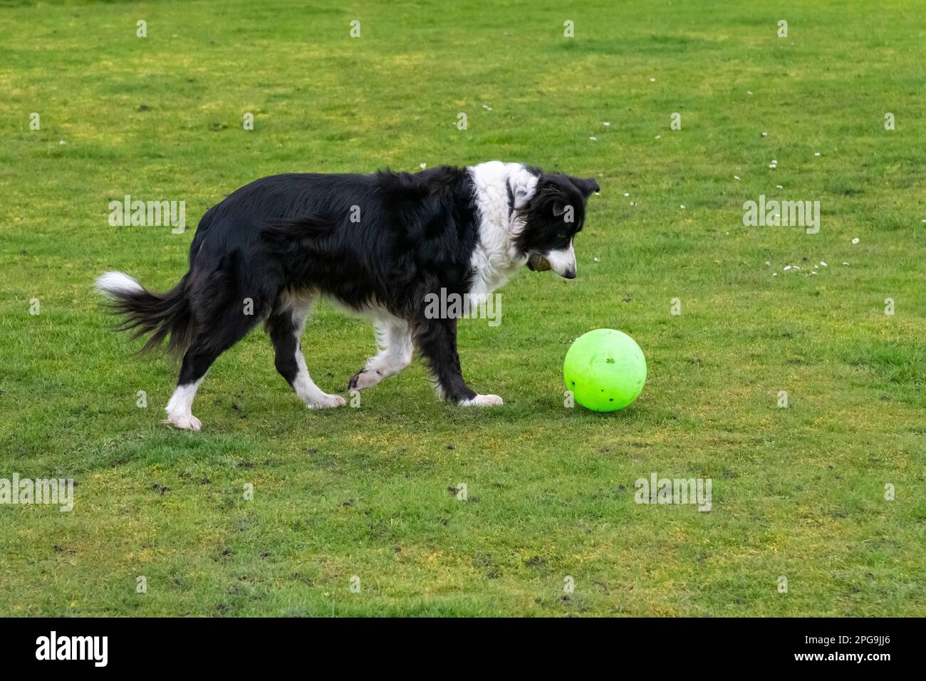 Mature Border Collie dog playing outside with a green football in a field with short grass while holding a tennis ball in her mouth. Stock Photo