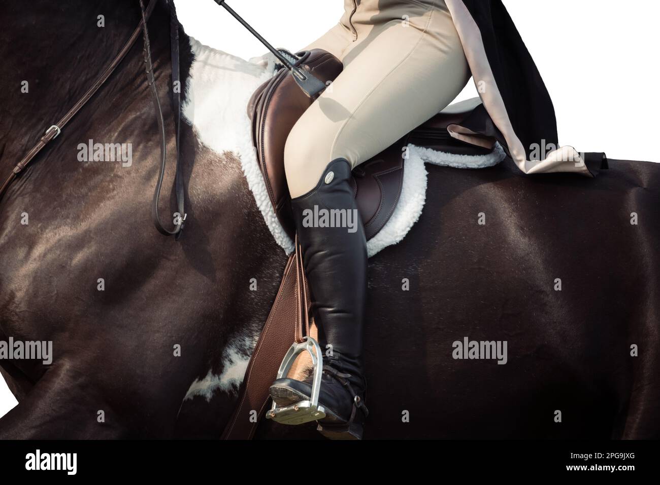 High key, white background of rider, no faces shown, and horses ...