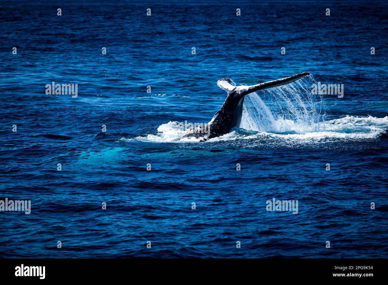 Whale diving into sea - tail only Stock Photo - Alamy