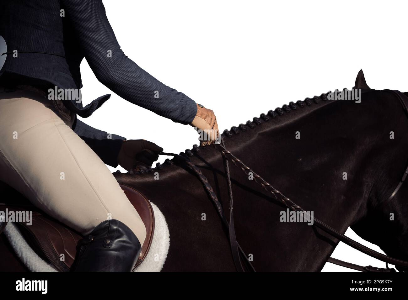 High key, white background of rider, no faces shown, and horses ...