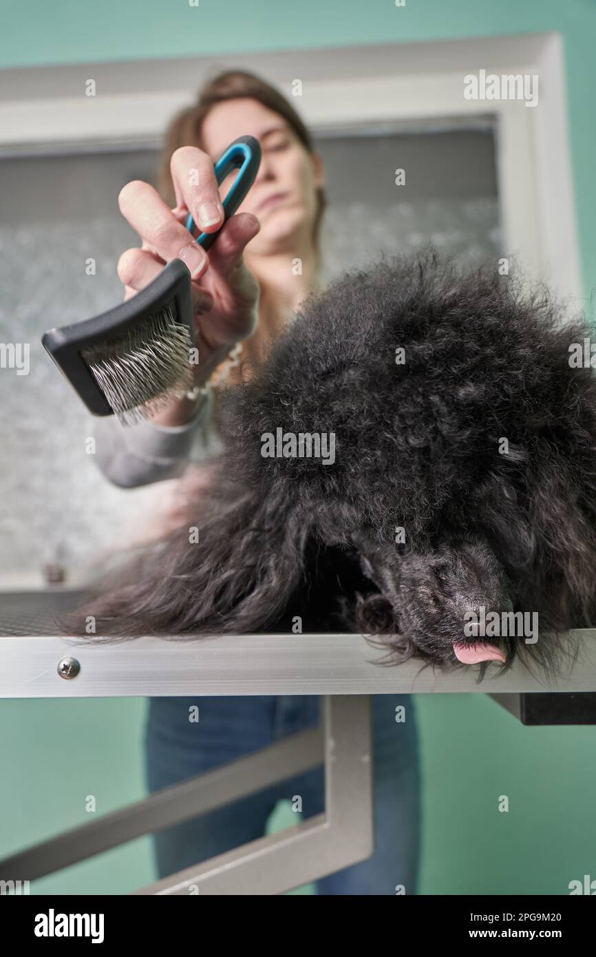 A black poodle in close up, being brushed by a woman in a pet salon. Stock Photo