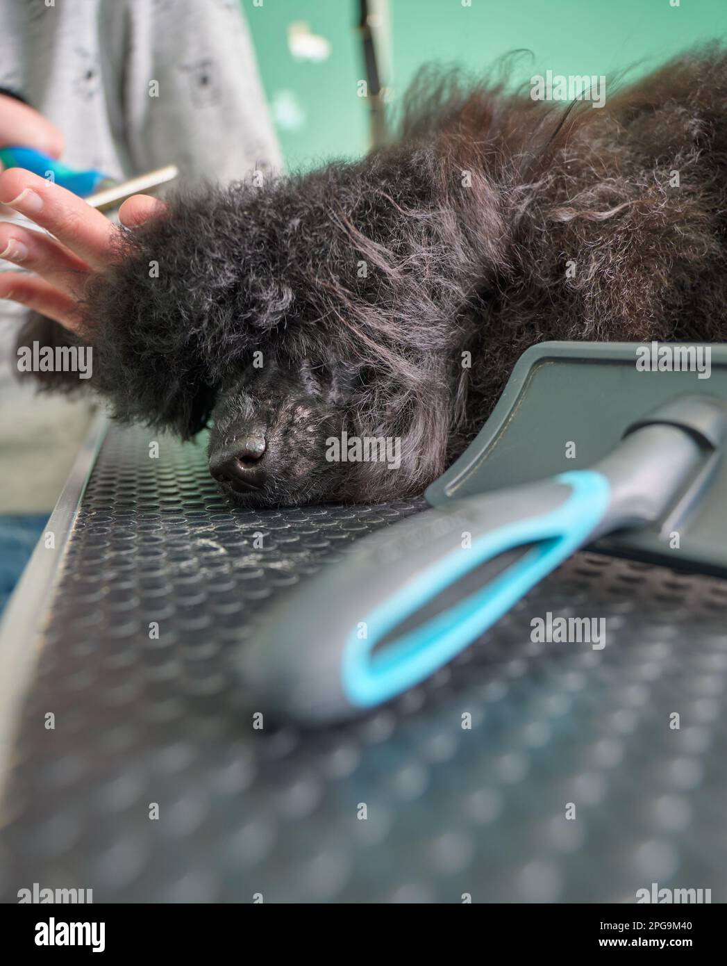 A black poodle being groomed in a pet salon, in close up. Stock Photo