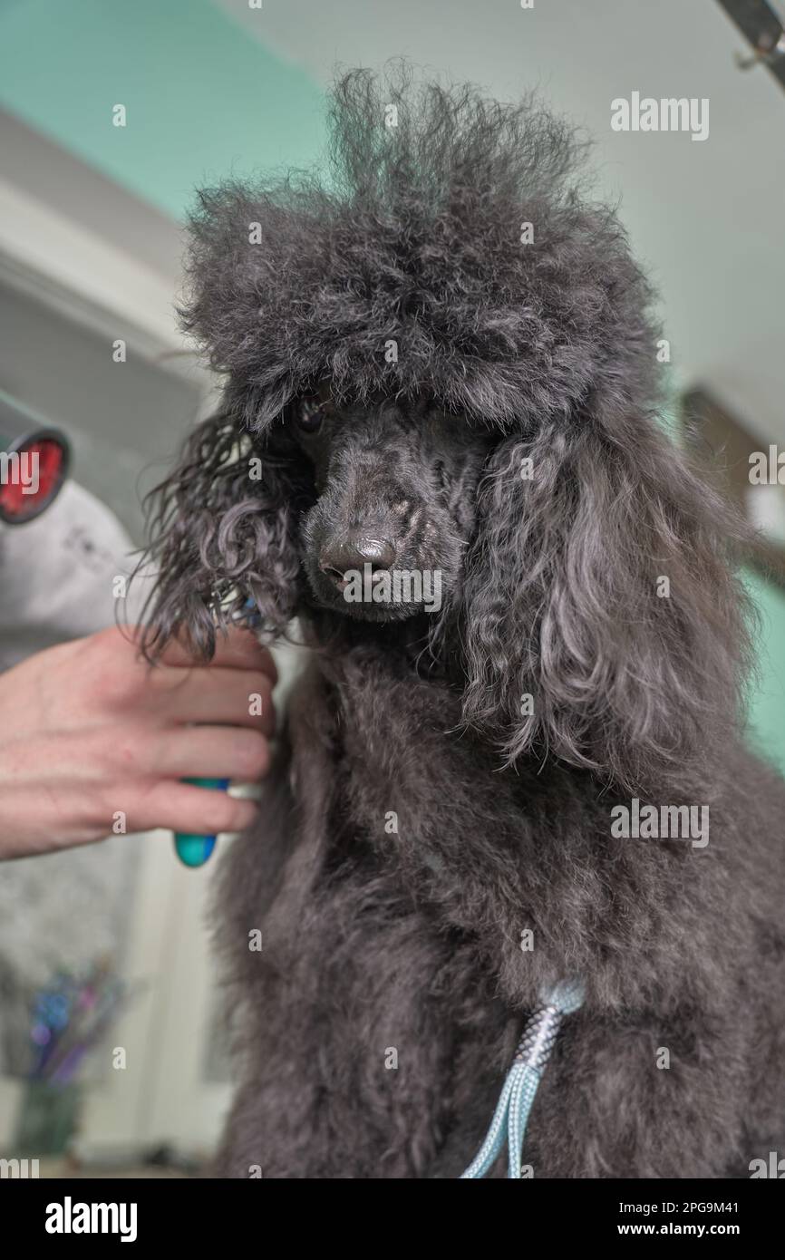 A black poodle being groomed and brushed in a pet salon. Stock Photo