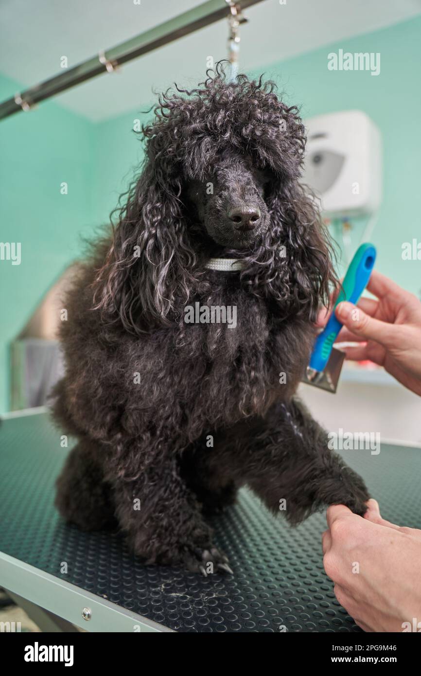 Black poodle   being brushed on a table in a pet salon. Stock Photo