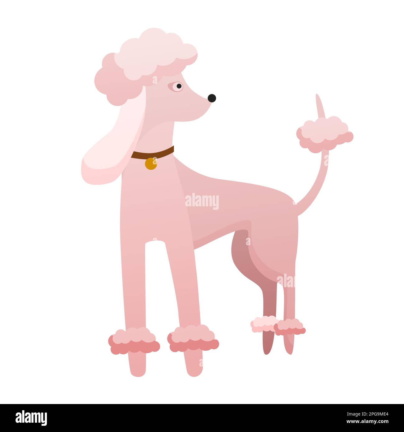 Stylish poodle dog. Domestic loyal pet, family puppy friend vector