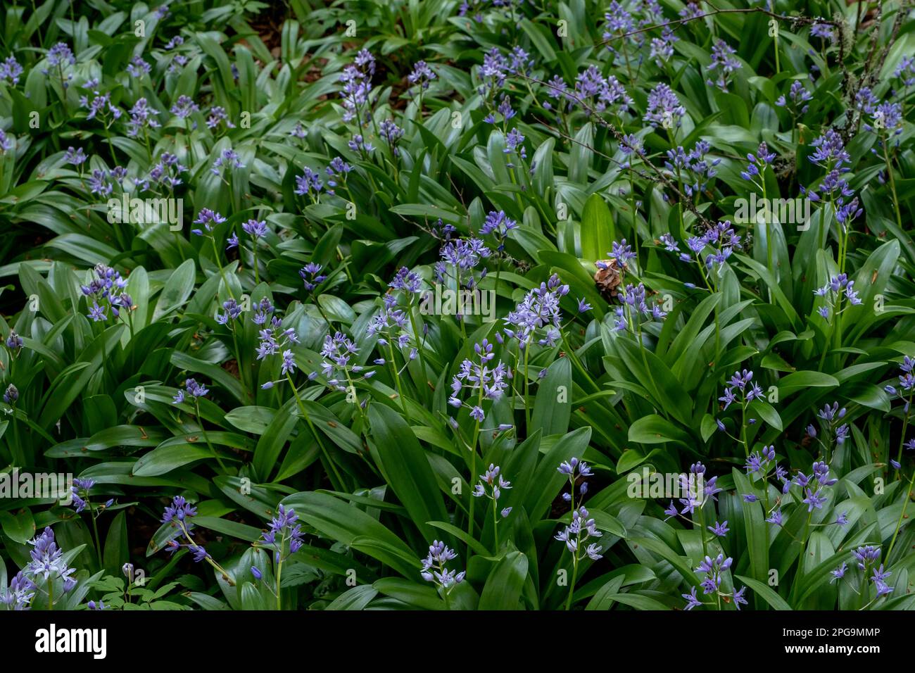Pyrenean squill ( Scilla lilio-hyacinthus) purple flowers Stock Photo